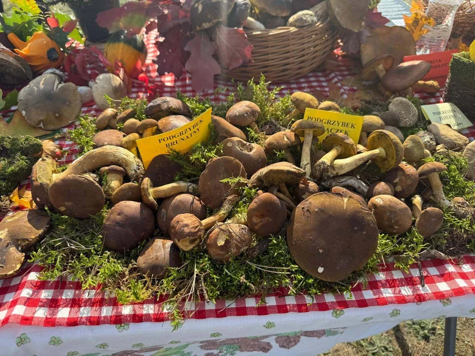 Bezpieczne grzybobranie pod okiem ekspertów z Sanepidu
