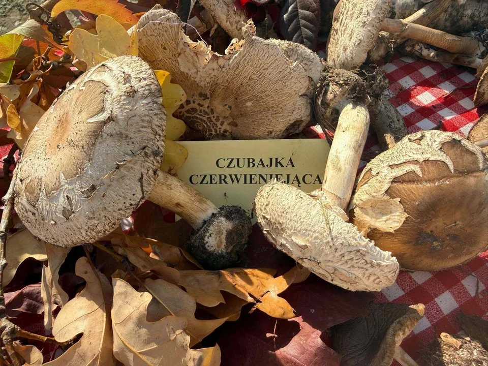 Press – Wspólnota - Press-Server 2 – Bezpieczne grzybobranie pod okiem ekspertów z Sanepidu
